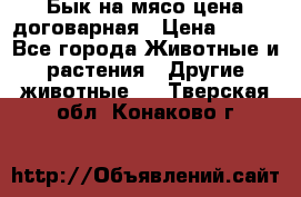 Бык на мясо цена договарная › Цена ­ 300 - Все города Животные и растения » Другие животные   . Тверская обл.,Конаково г.